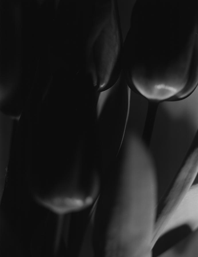 Olivia Harrison, “In a world of my own” 